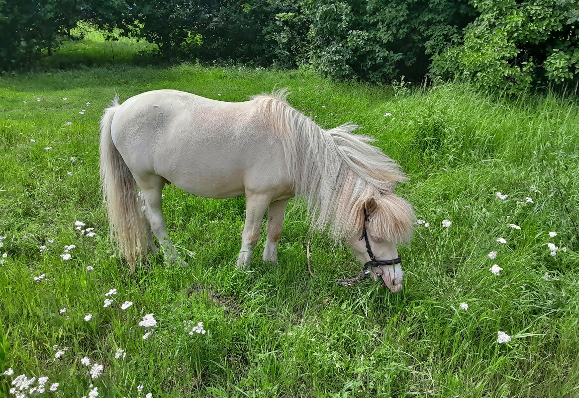Здравствуй, Новый 2026 год! - Владимир Соколов (svladmir) Здравствуй, Новый 2026 год! - Владимир Соколов (svladmir)