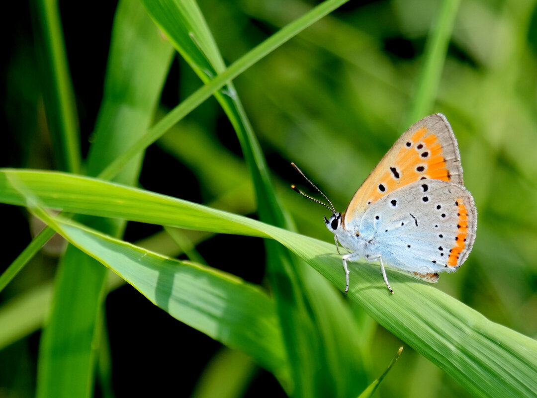 опять про бабочек...252 - Александр Прокудин опять про бабочек...252 - Александр Прокудин