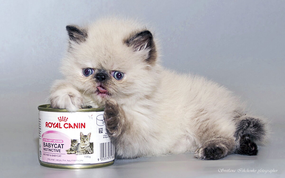 ... - Светлана Ищенко