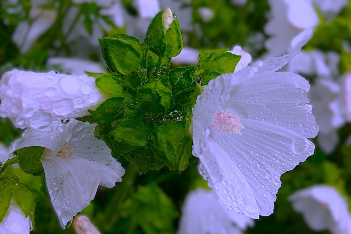 "н е ж н о с т ь " - Olga Oskolkova