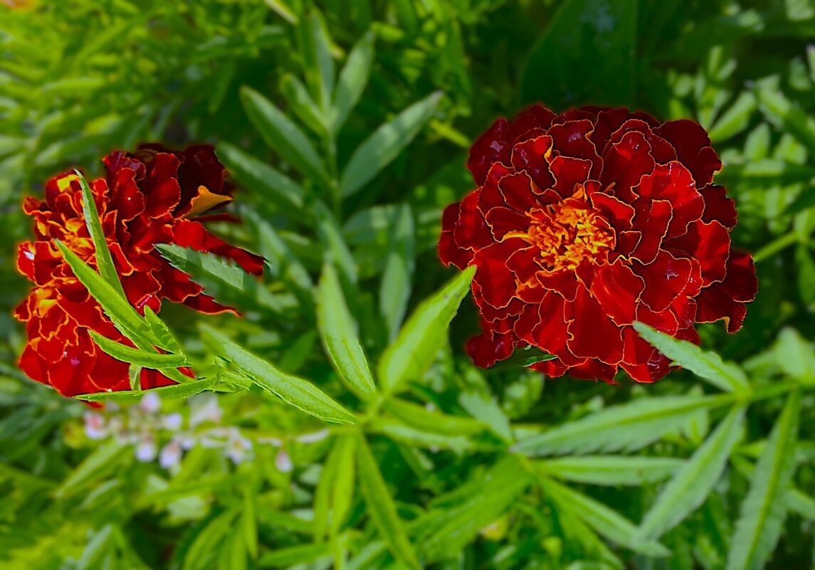 "бархатцы" - Olga Oskolkova