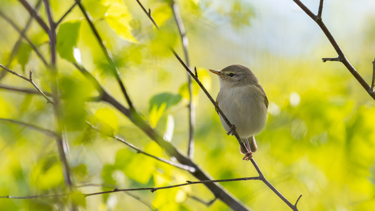 Пеночка. Весеннее настроение. - Владимир Лазарев