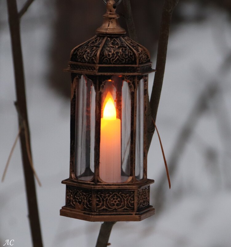 Декабрьским утром - Любовь Сахарова