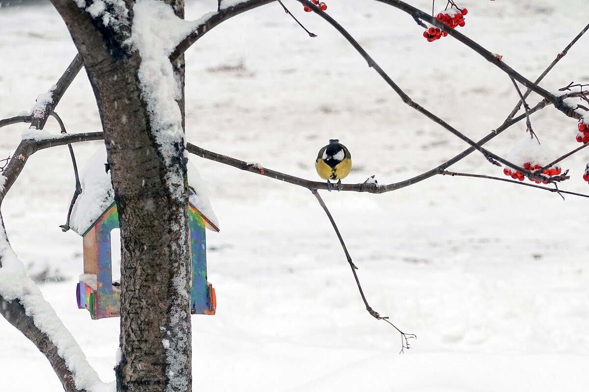 Поближе к кормушке - Валерий Иванович