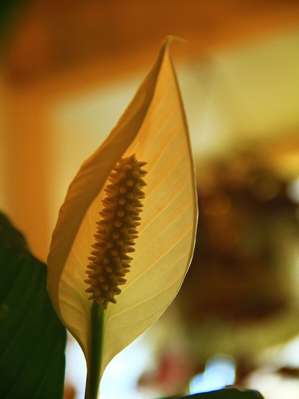 Женское счастье спатифиллум - Владимир Кириченко