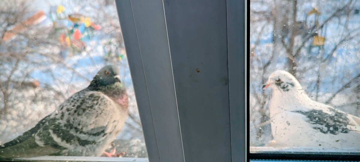 Прилетели голуби - Андрей Хлопонин