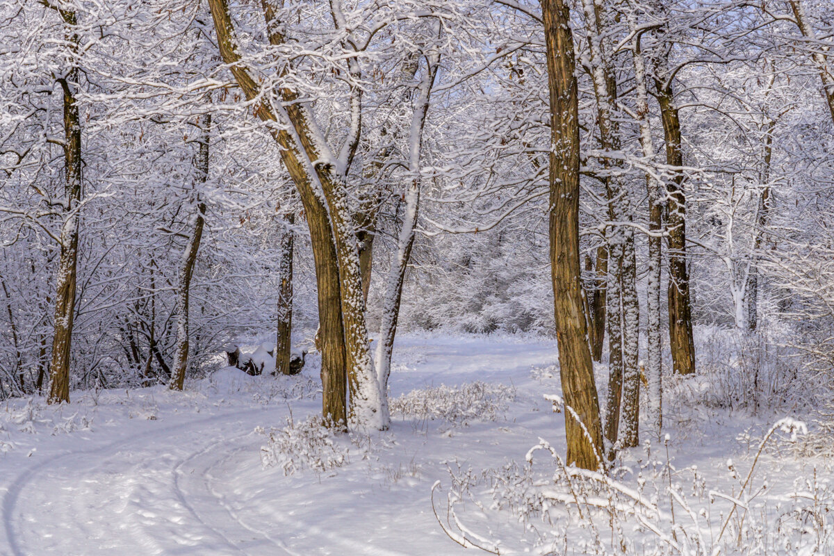 Зимний лес - Игорь Сикорский