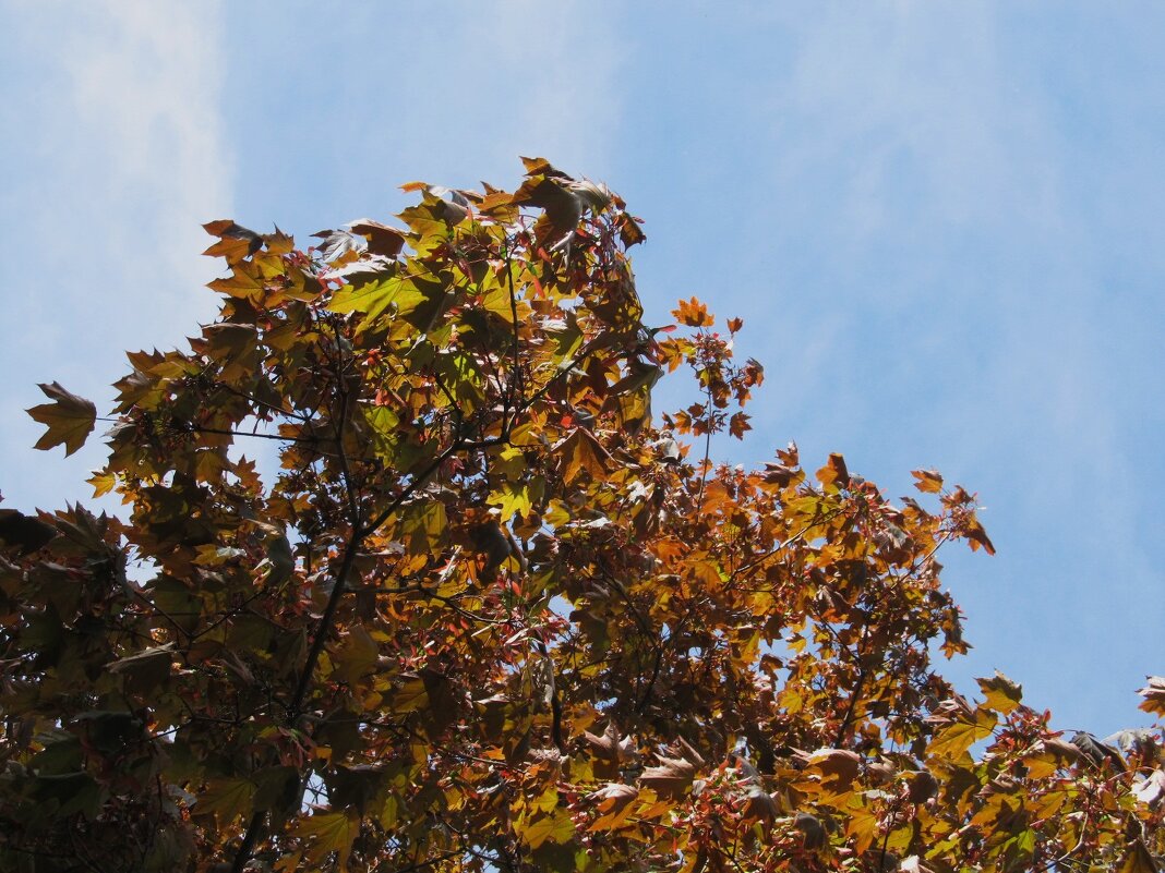 май - Елена Шаламова