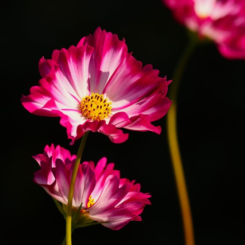 Доброе утро - Юрий. Шмаков