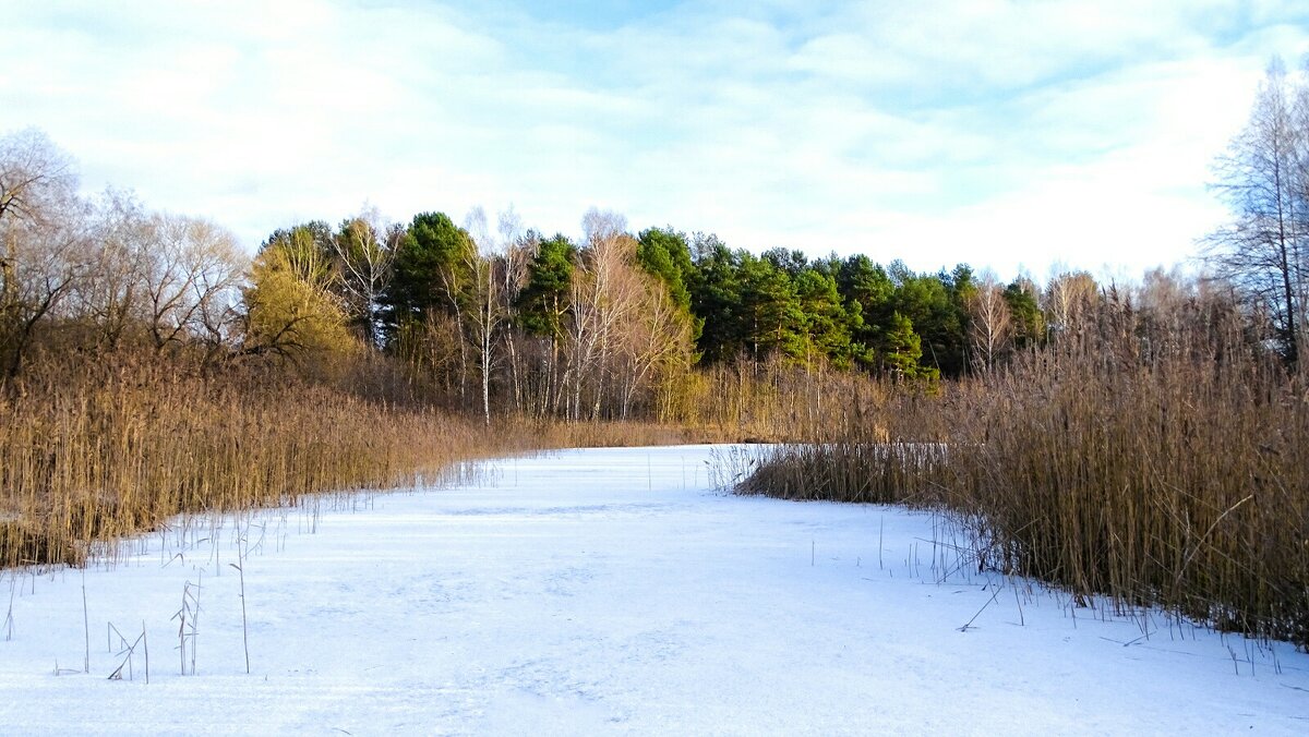 Смоленская область в конце декабря. - Милешкин Владимир Алексеевич 
