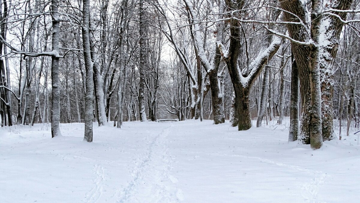Зимний парк. - Милешкин Владимир Алексеевич 