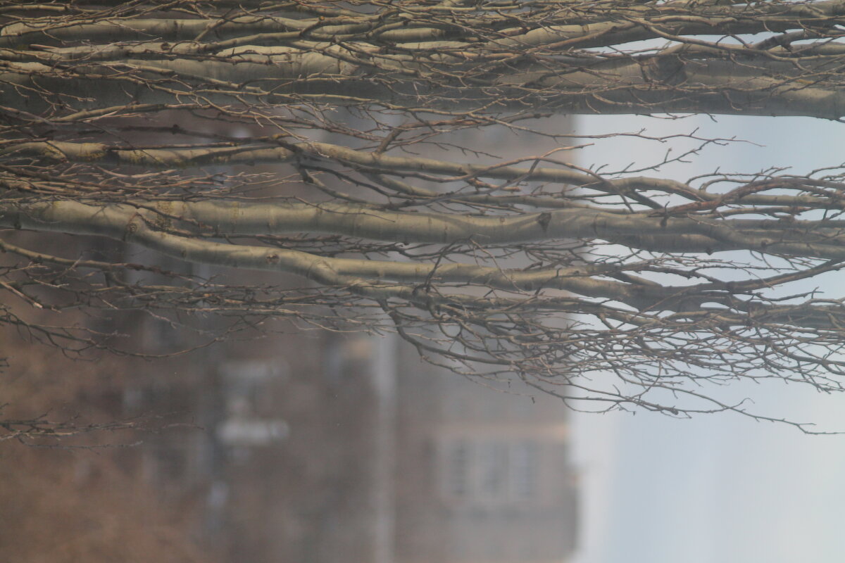 Тополь - Вячеслав Крысанов