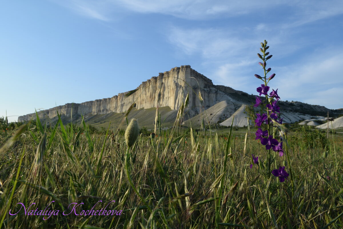 Природа Крыма - Amazing Cosmea