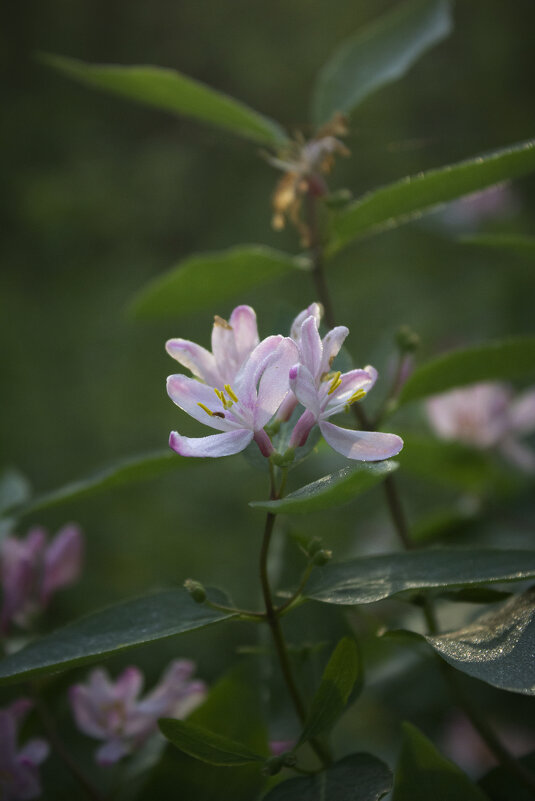 *** - Александр. AVG100 --- *** - Александр. AVG100 ---