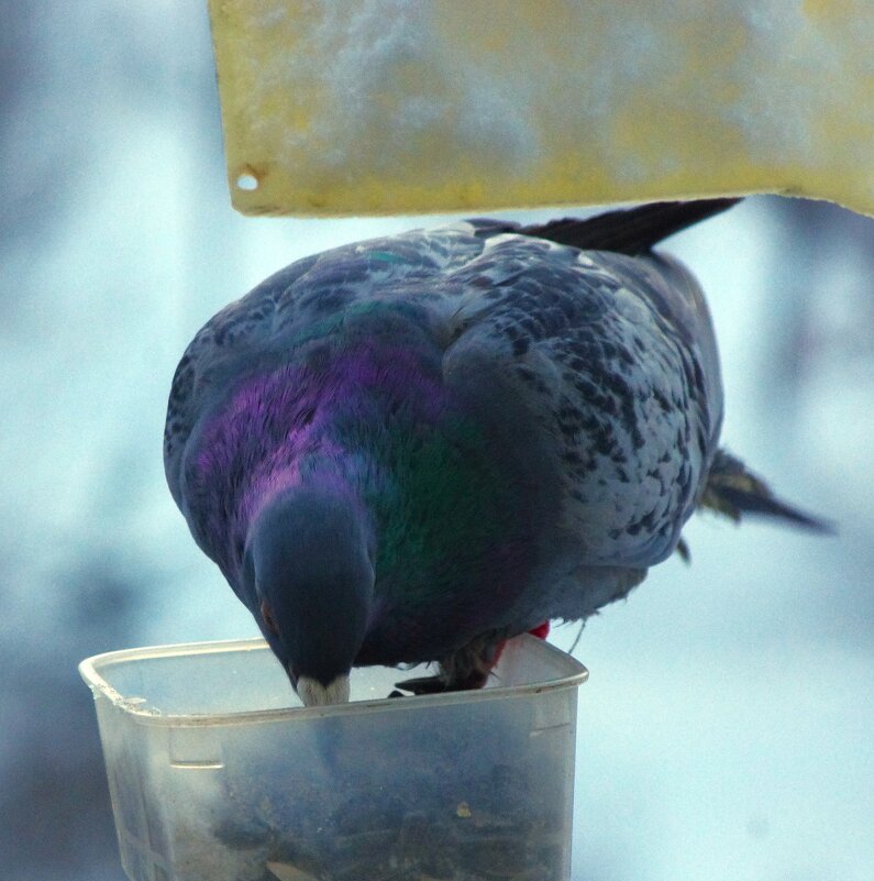 Непрошенный "гость"... - Юрий Куликов