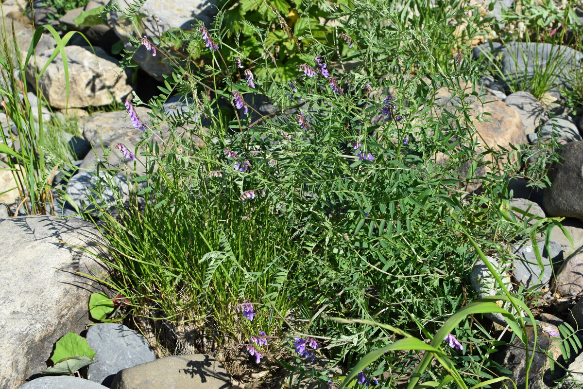 Камни и цветы. - ВикТор Быстров