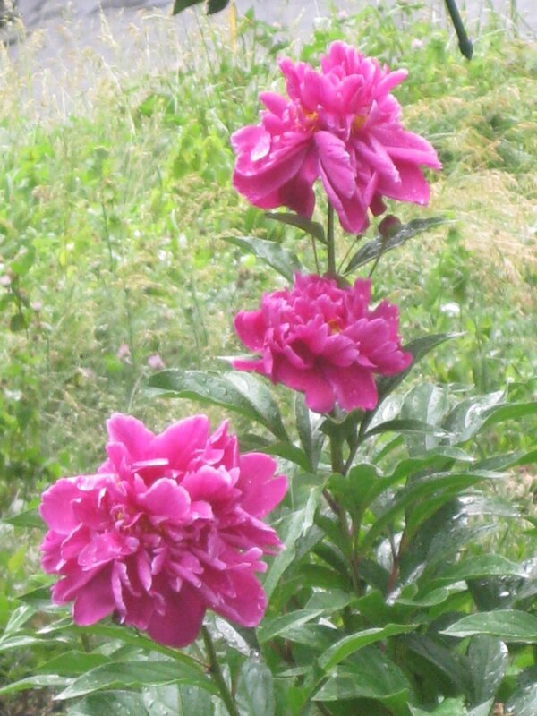 Три брата - Дмитрий Никитин Три брата - Дмитрий Никитин