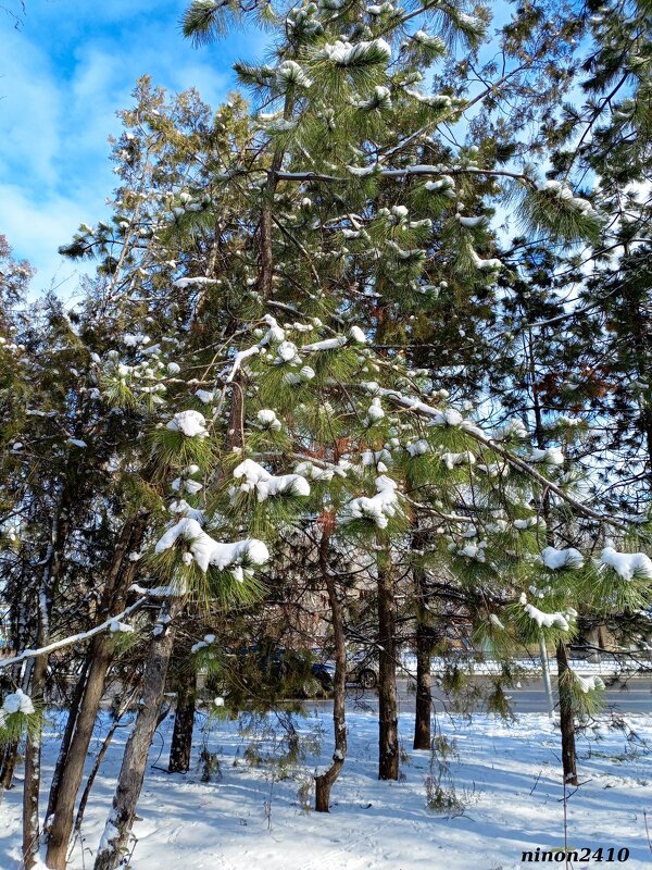 Зима пришла! - Нина Бутко