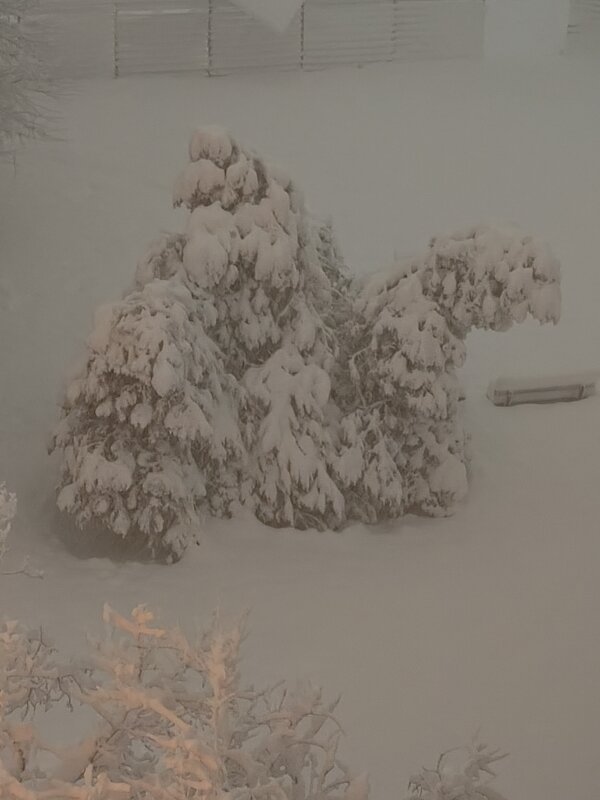 Снегопад... - tatyana 