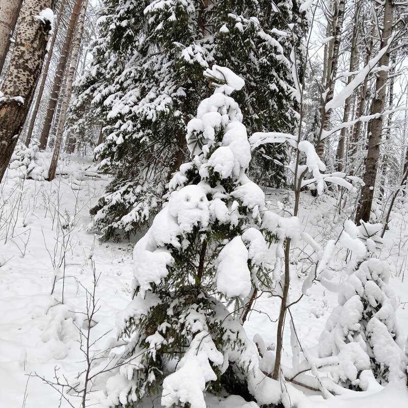 сборище новогоднее - Владимир 