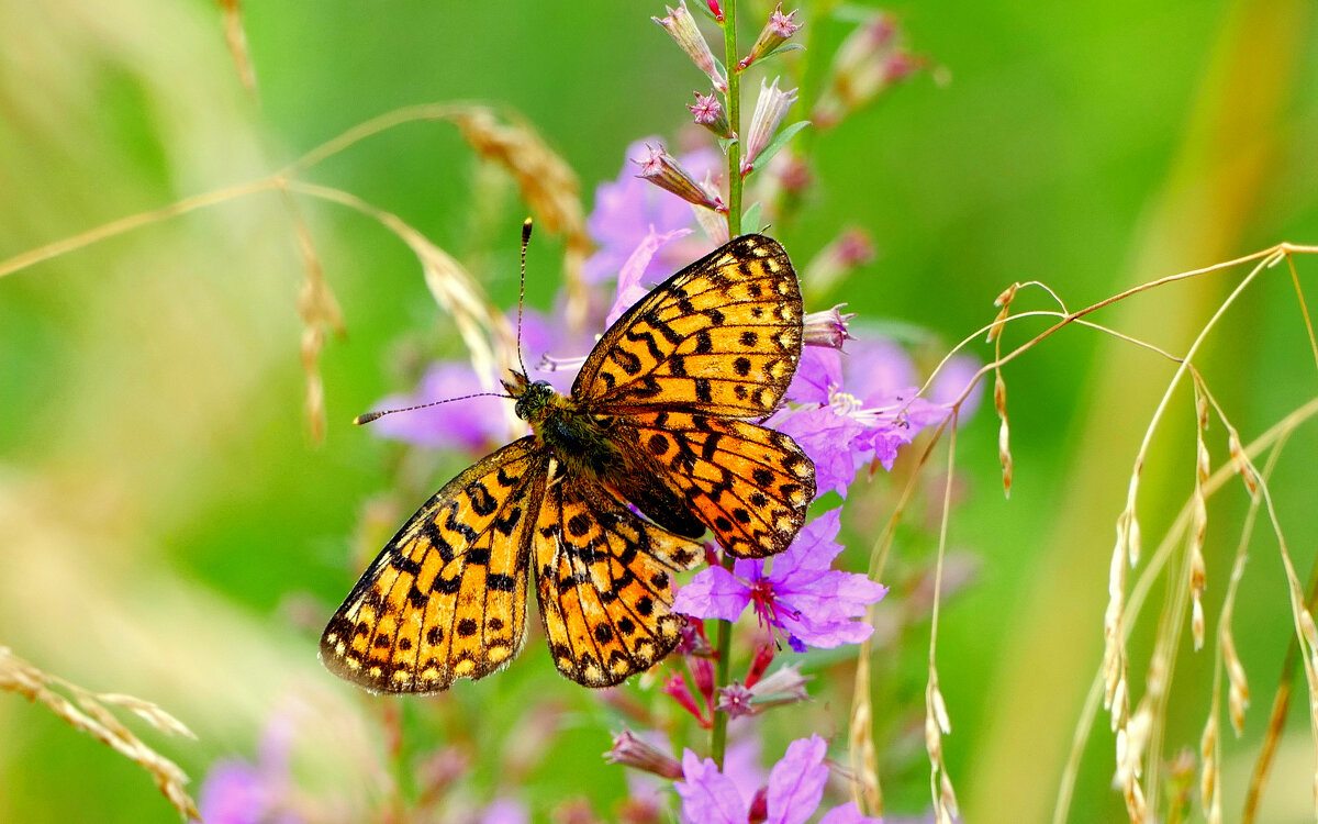 опять про бабочек...259   С Новым Годом! - Александр Прокудин