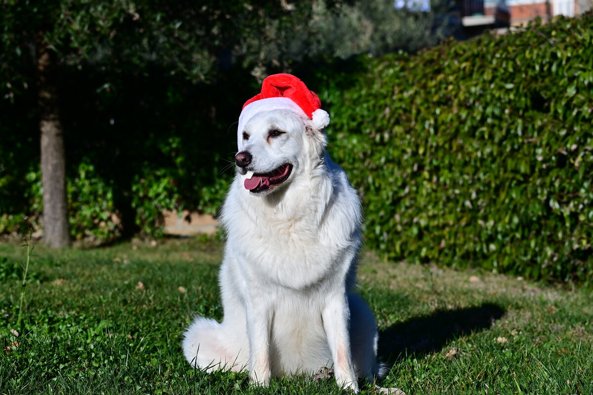 С новым годом! - Светлана 