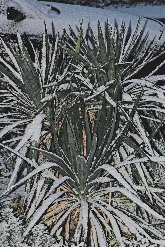Юкка в снегу. - Giant Tao /