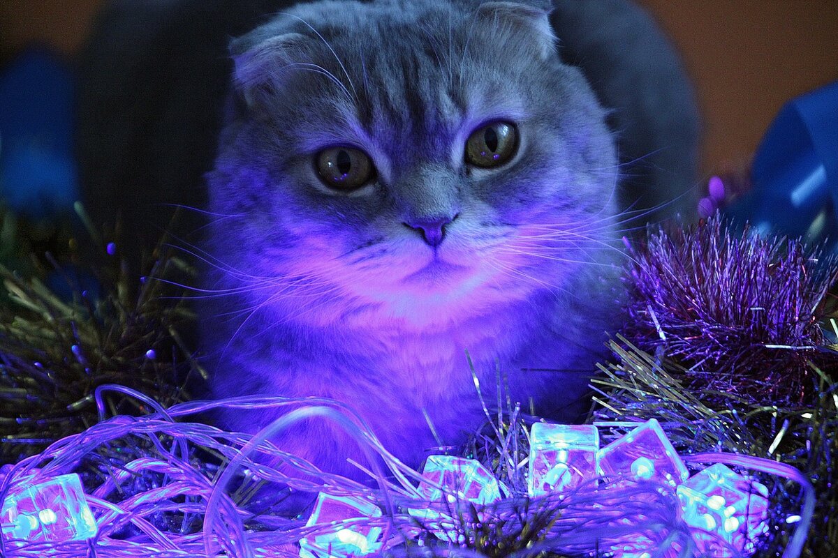 Тарас новогодний - Галина Нестратова