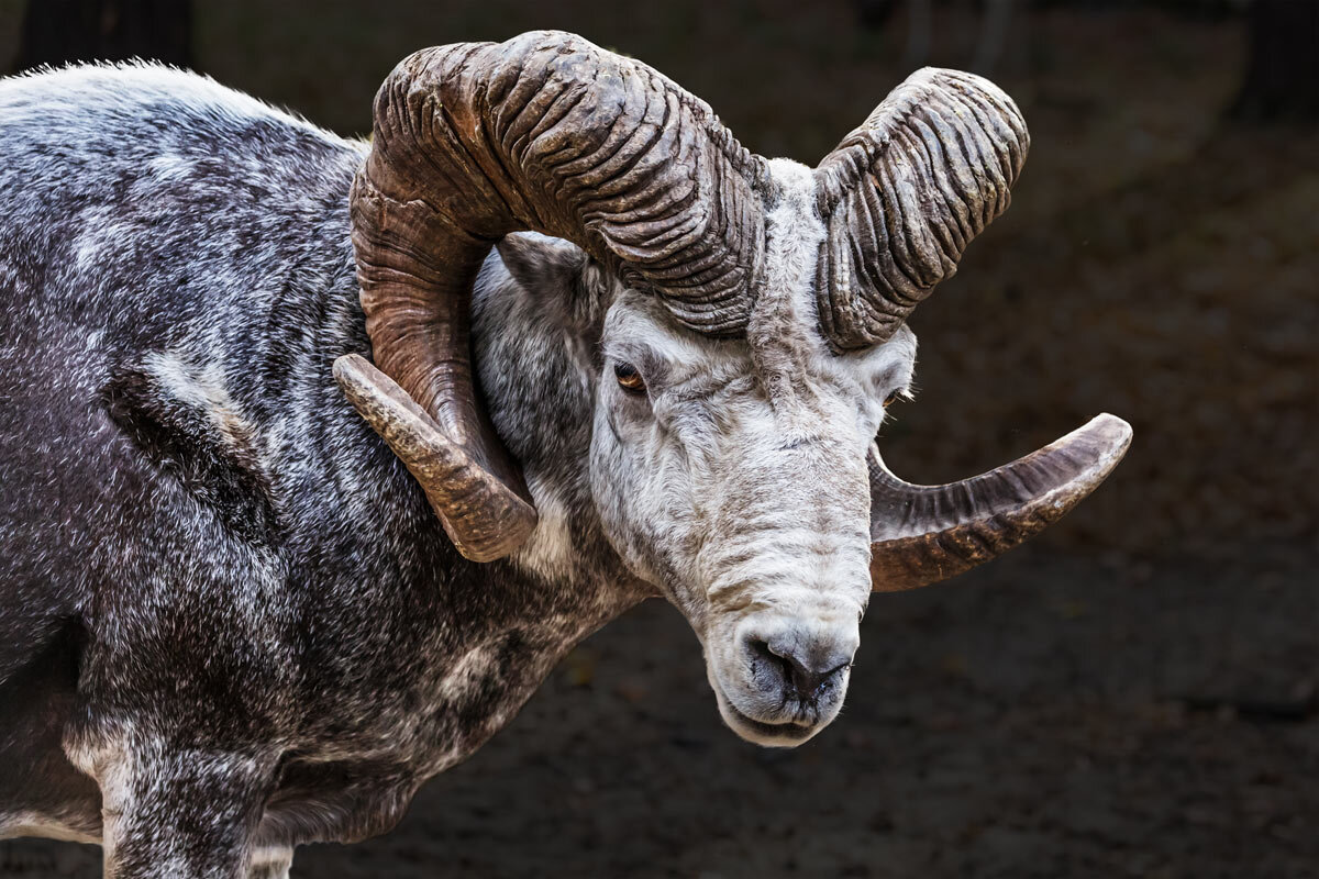 Аргали - SanSan 