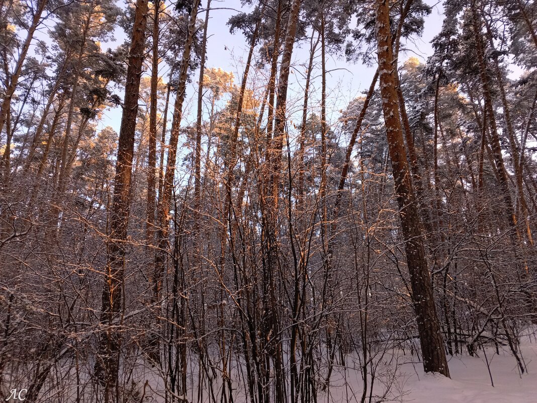 В лучах зимнего солнца - Любовь Сахарова