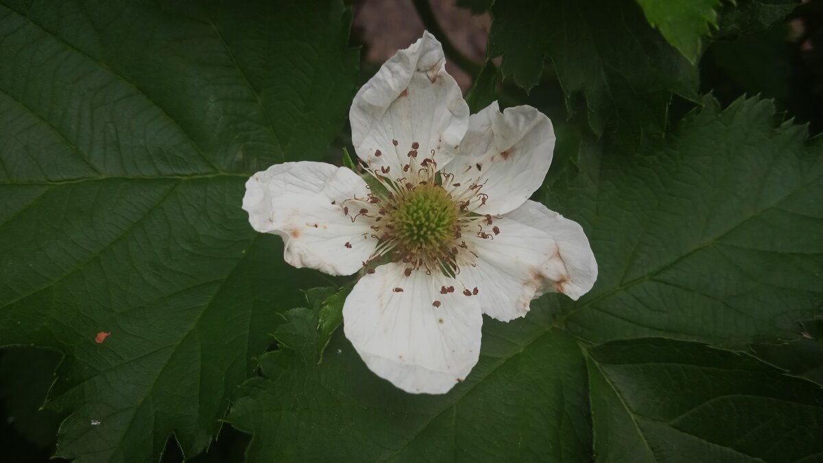 цветёт ежевика - Елена Шаламова цветёт ежевика - Елена Шаламова