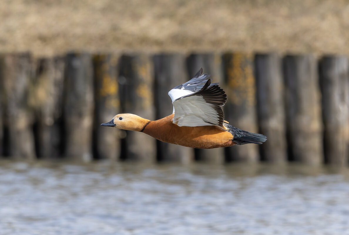 огарь - юрий макаров