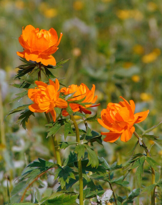 Цветы весны-купальница. - nadyasilyuk Вознюк Цветы весны-купальница. - nadyasilyuk Вознюк