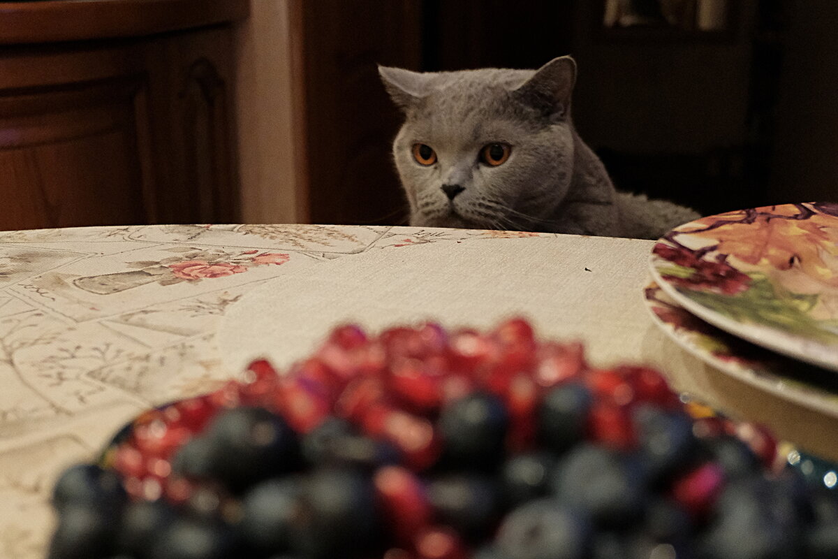 Наблюдатель... - Лютый Дровосек