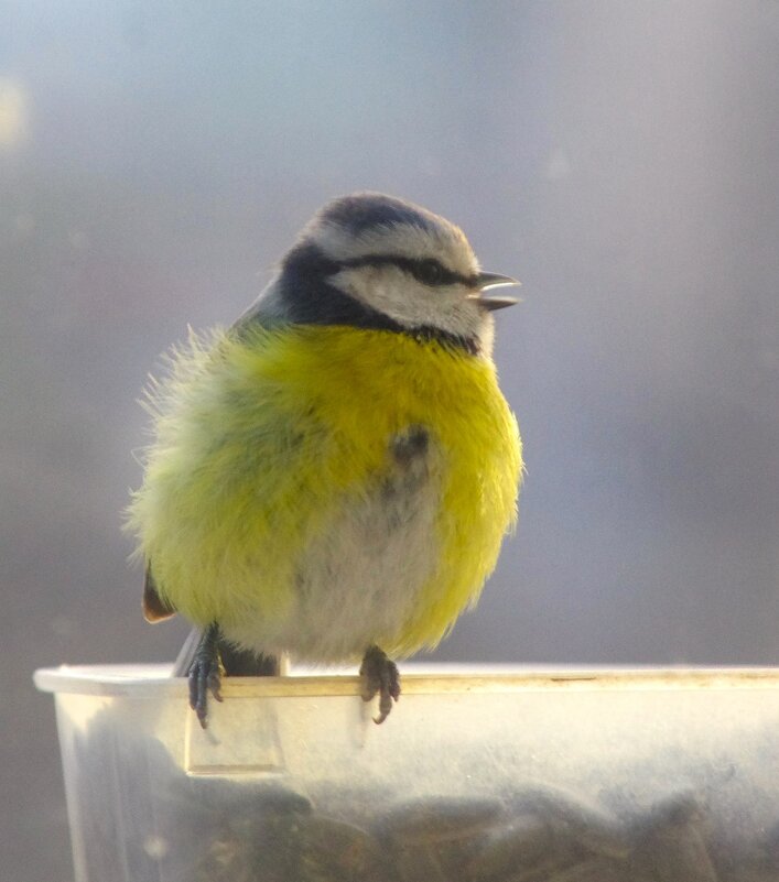 Отвыкли от мороза, хоть и не большого... - Юрий Куликов