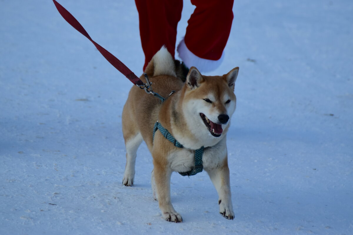 С хозяином на забеге. - Наталья Вязигина