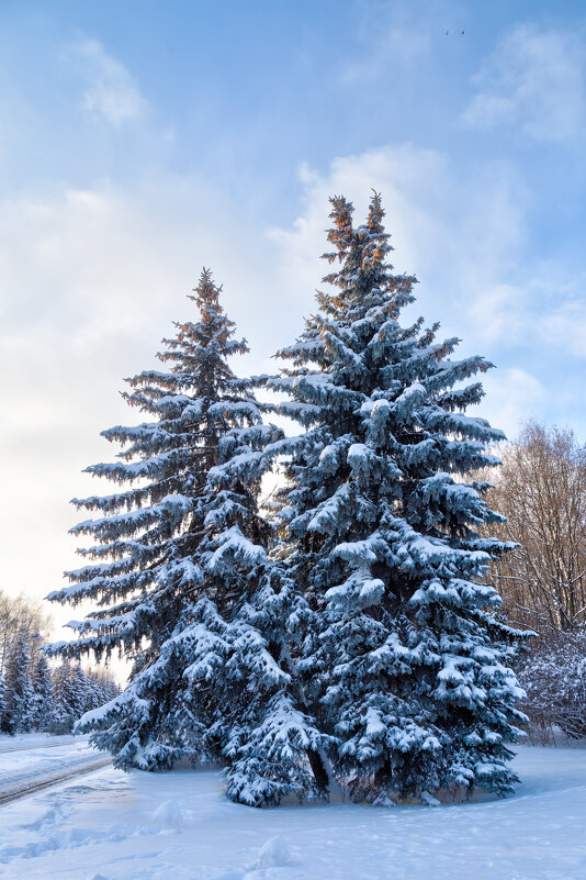 В лесу родились ёлочки - Игорь Шевченко