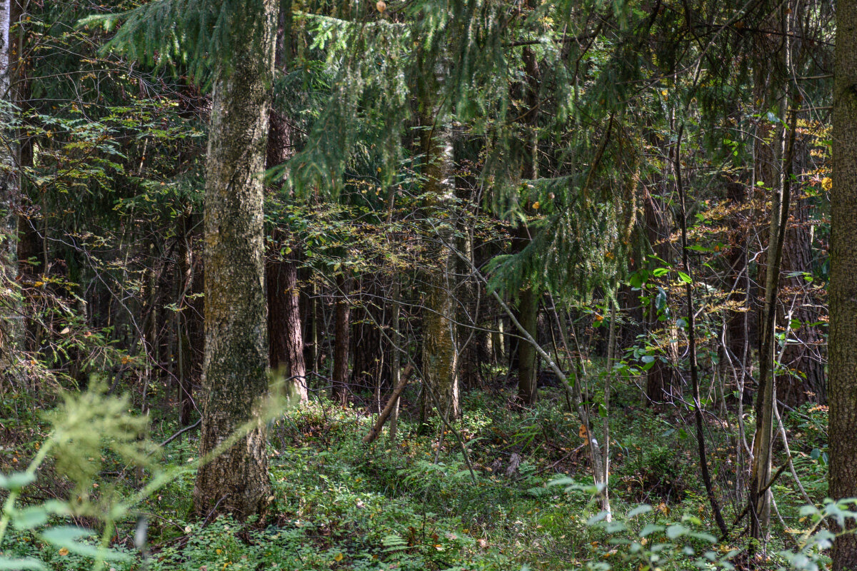 Берендеев лес - Александр Тихомиров