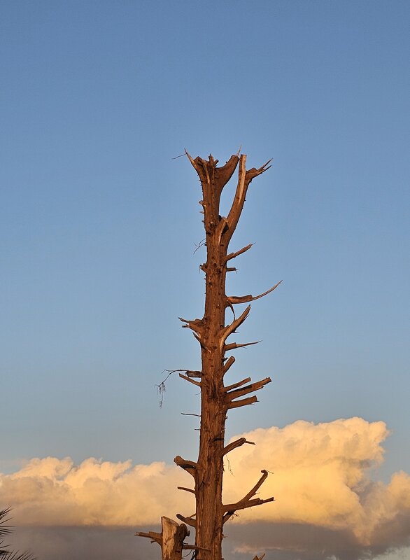 Засохшее деревл - Аркадий Басович