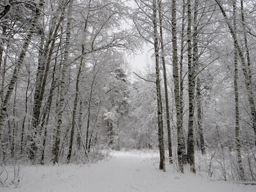 Дорога в сказку - Лариса С.