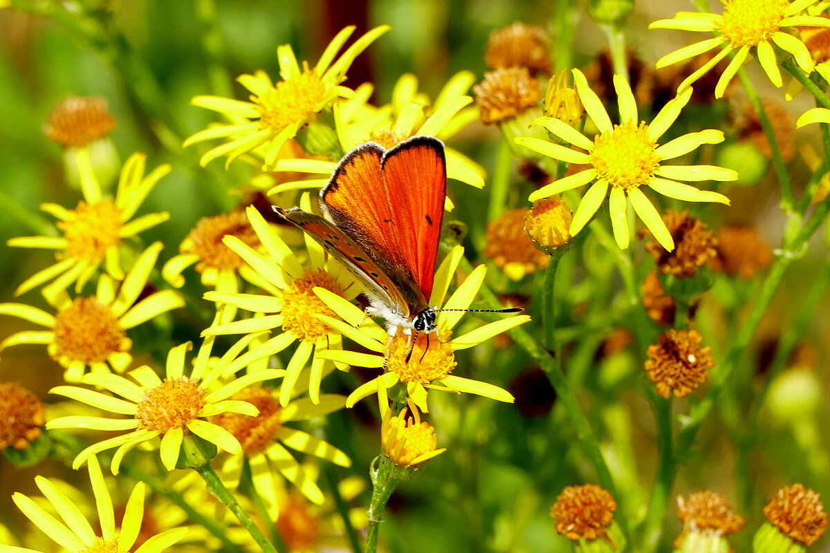 опять про бабочек...263 С Новым Годом! - Александр Прокудин