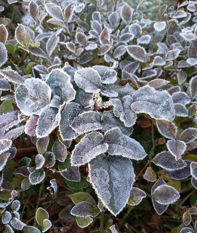Изморозь - Сергей Порфирьев