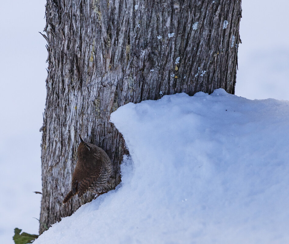 Выпал первый снег... - Светлана Тихонина