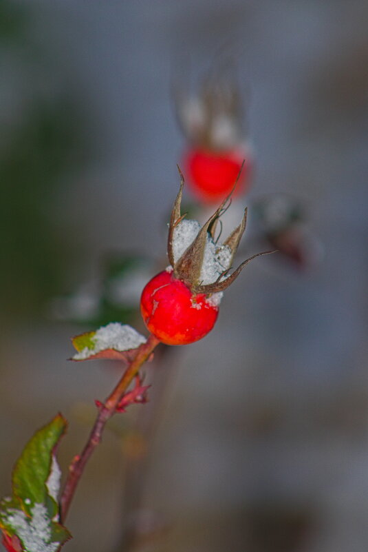 Шиповник - Giant Tao /