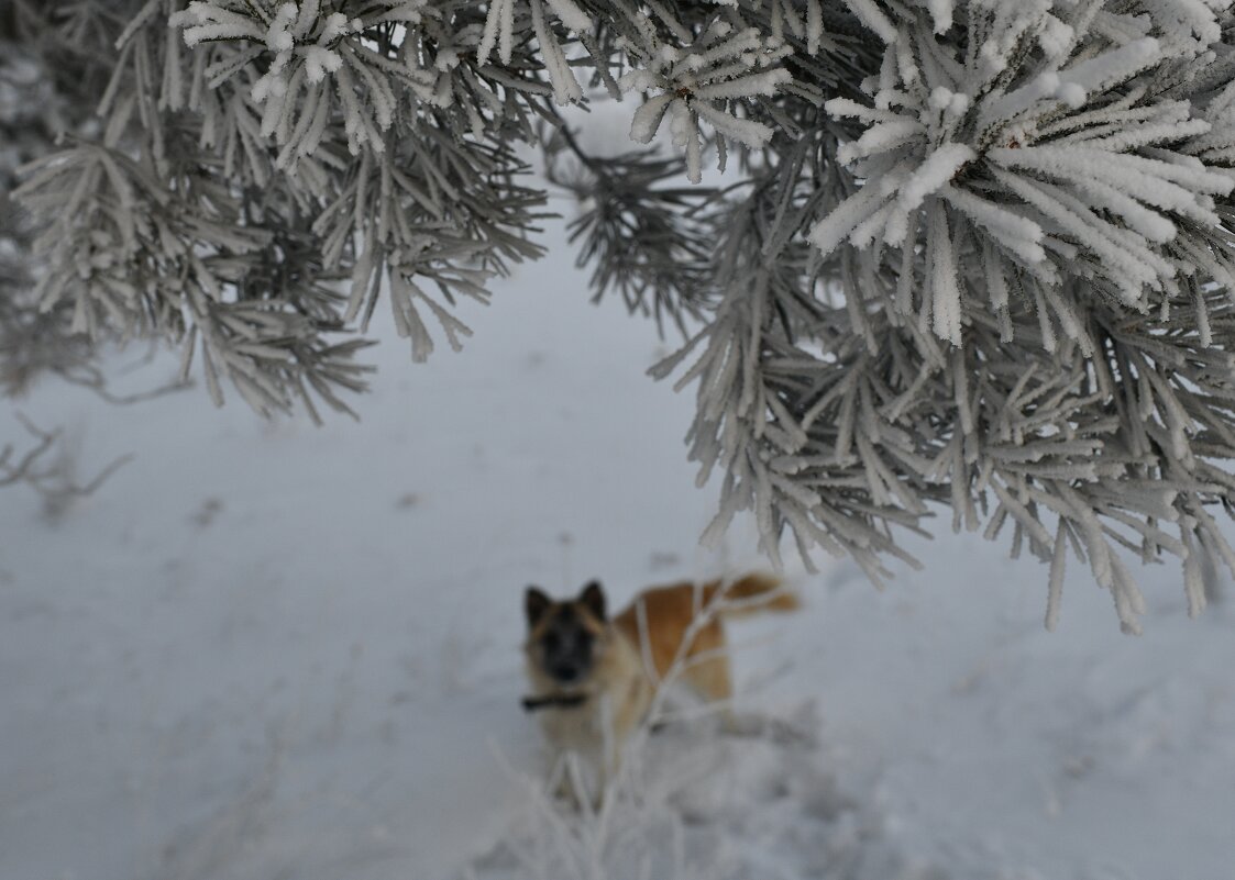 Облай под прикрытием - Сергей Шаврин