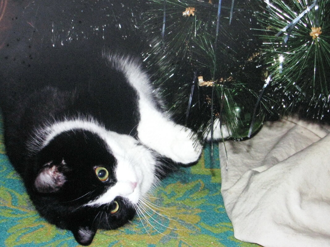 Хорошо под ёлочкой - Людмила Смородинская Хорошо под ёлочкой - Людмила Смородинская