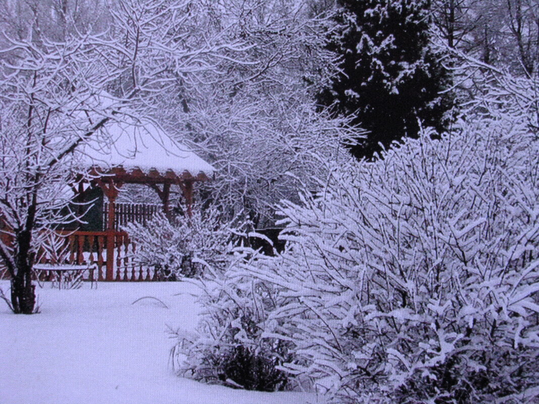 Мой зимний сад - Людмила Смородинская Мой зимний сад - Людмила Смородинская