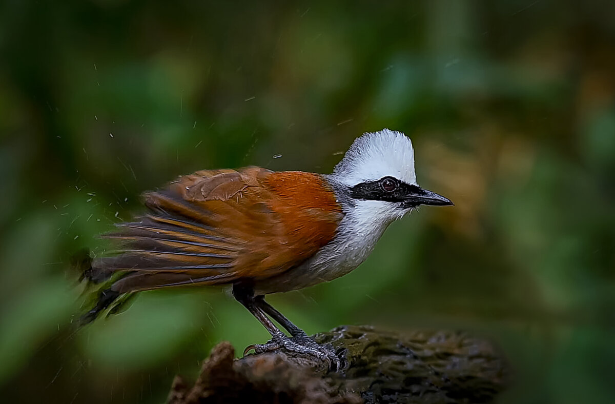 Белохохлая кустарница - Aleksey Afonin