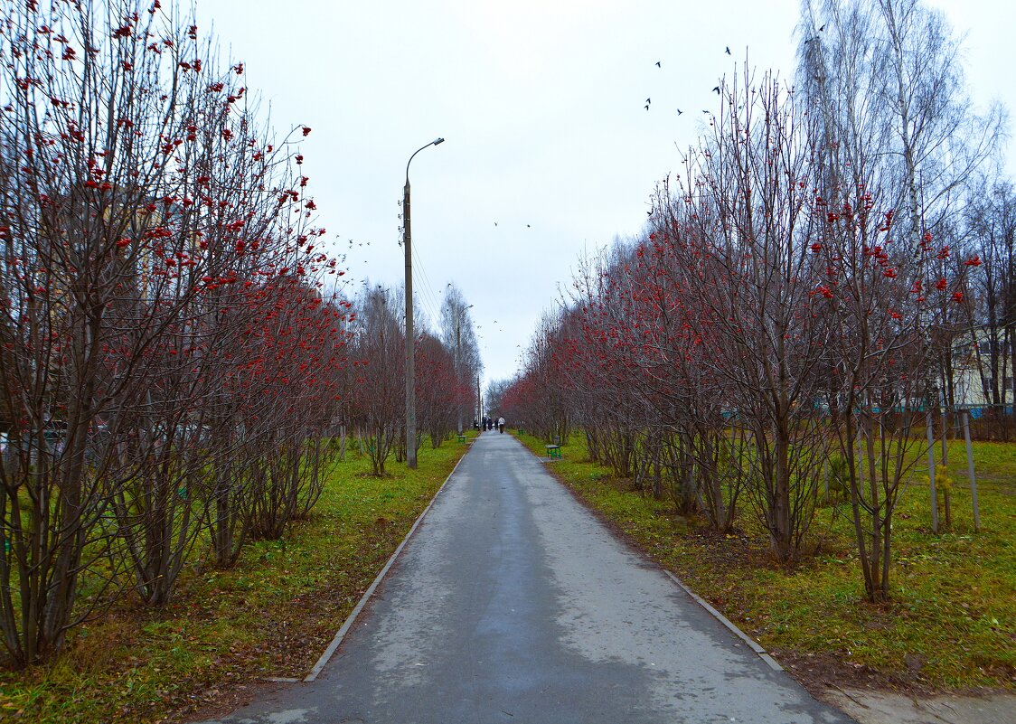 Чебоксары. Рябиновая аллея в Новоюжном микрорайоне в начале зимы. - Пётр Чернега
