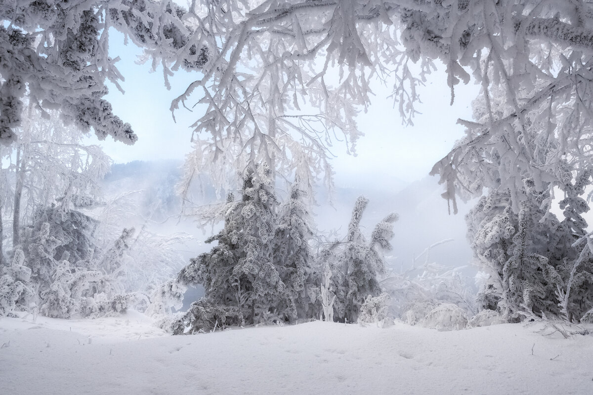 Сказка зимнего леса - Марина Фомина.